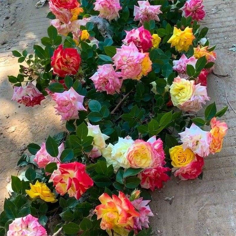 多彩色变色龙藤彩虹月季藤本花苗庭院爬藤月季植物蔷薇开花-阿里巴巴