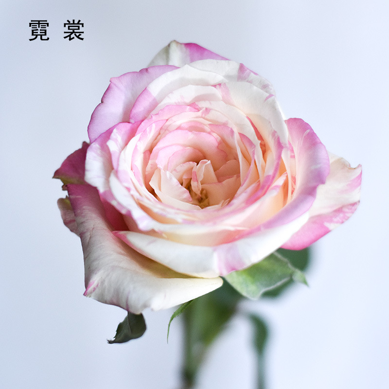 [霓裳玫瑰]昆明基地 直供鲜花家居插花装饰 嫩粉色霓裳玫瑰鲜切花