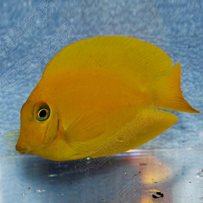 黄吊 海水鱼缸活体黄倒吊食屎吊蓝吊黄一字吊吃藻观赏鱼快递包活