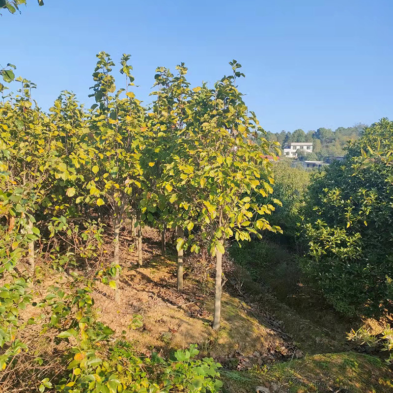 湖南紫玉兰基地批发紫玉兰 行道树紫玉兰 8公分树 苗圃自产自销