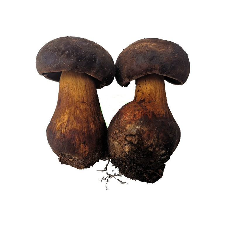 云南冰冻黑牛肝菌 冰鲜速冻 火锅配食材 特产蘑菇菌大脚菌 香菇