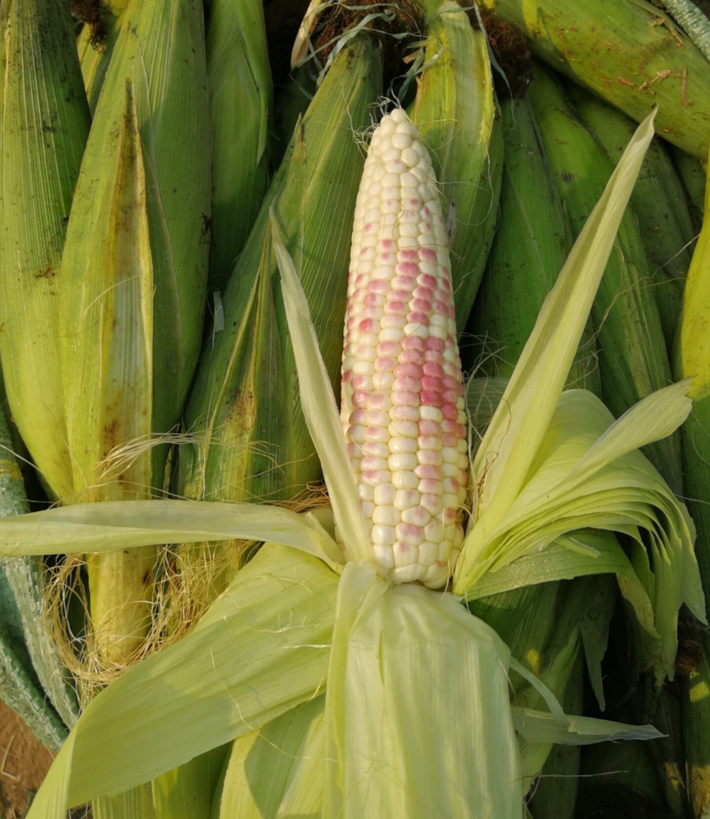 云南香糯小玉米甜糯玉米早餐粗粮代餐零食真空非水果玉米散装批发