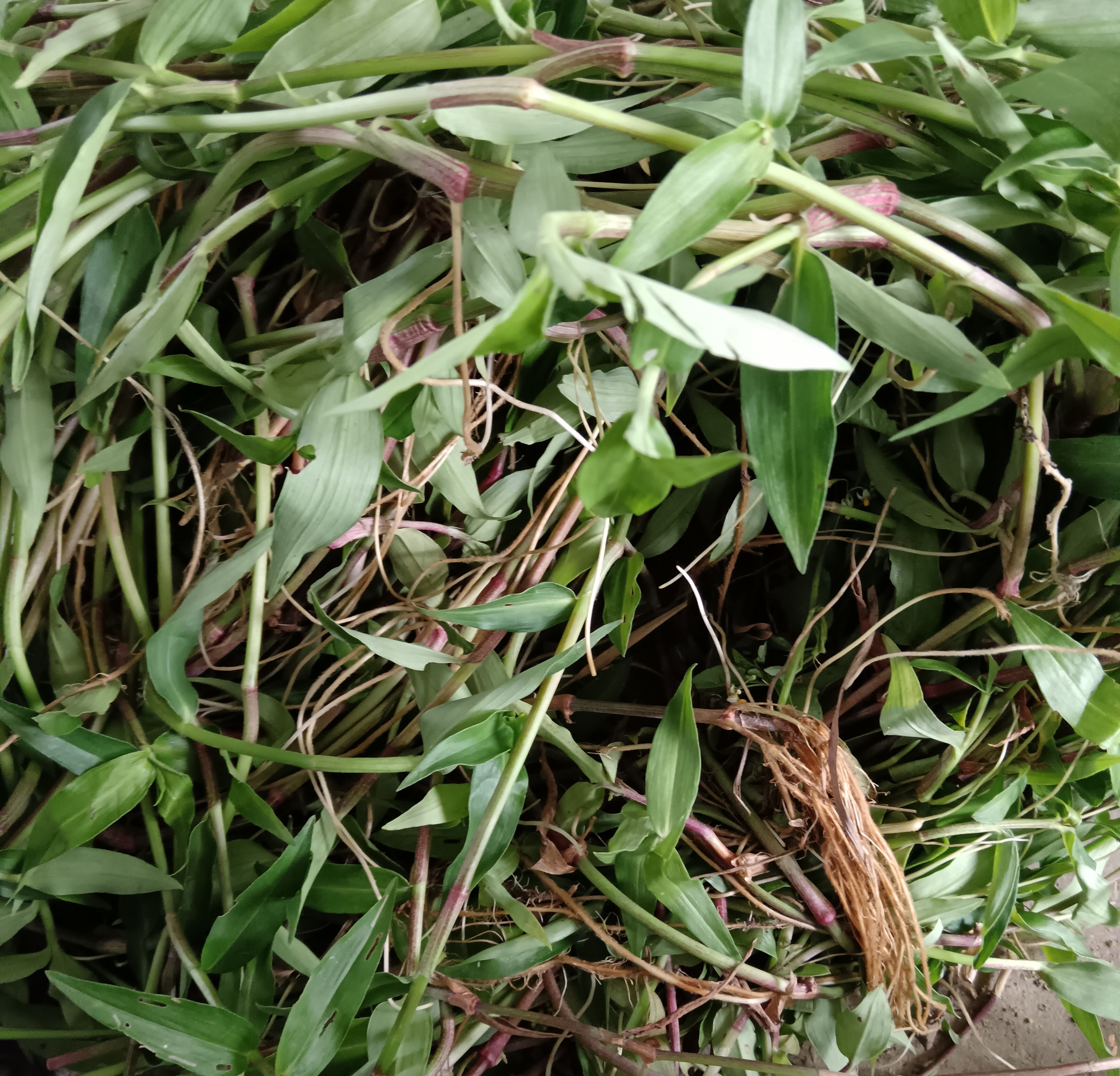 现采新鲜鸭拓草 鸭跖草 500g包邮 竹节菜 竹叶菜碧竹子淡竹叶