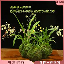 文心兰易带花苞苔藓球树兰香兰花卉办公室内客厅盆景观花植物好养