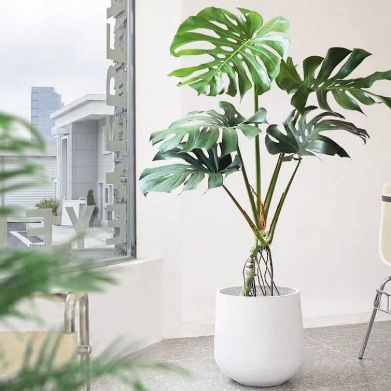 龟背竹大叶老桩造型大颗落地网红客厅植物除甲醛室内大型好养绿植