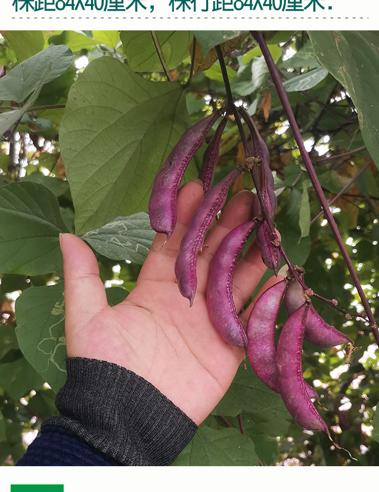 商品描述供货时间全年包装规格研优营养紫眉豆/袋约10粒品牌菜菜芽