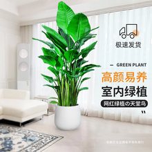 天堂鸟盆栽室内客厅大型绿植办公室大叶植物花卉鹤望兰去甲醛新房