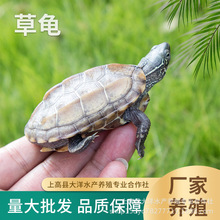 中华草龟活体小乌龟批发零售 宠物龟 外塘养殖场直供金线龟