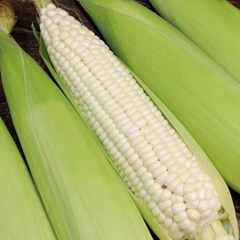 糯玉米斤顺丰现摘新鲜白当季整箱甜玉米棒子包谷粒水果玉米带皮