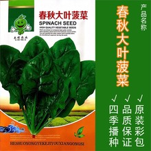 大叶菠菜种子波菜种籽大全菠菜种籽春秋冬四季农家蔬菜菠菜籽种孑