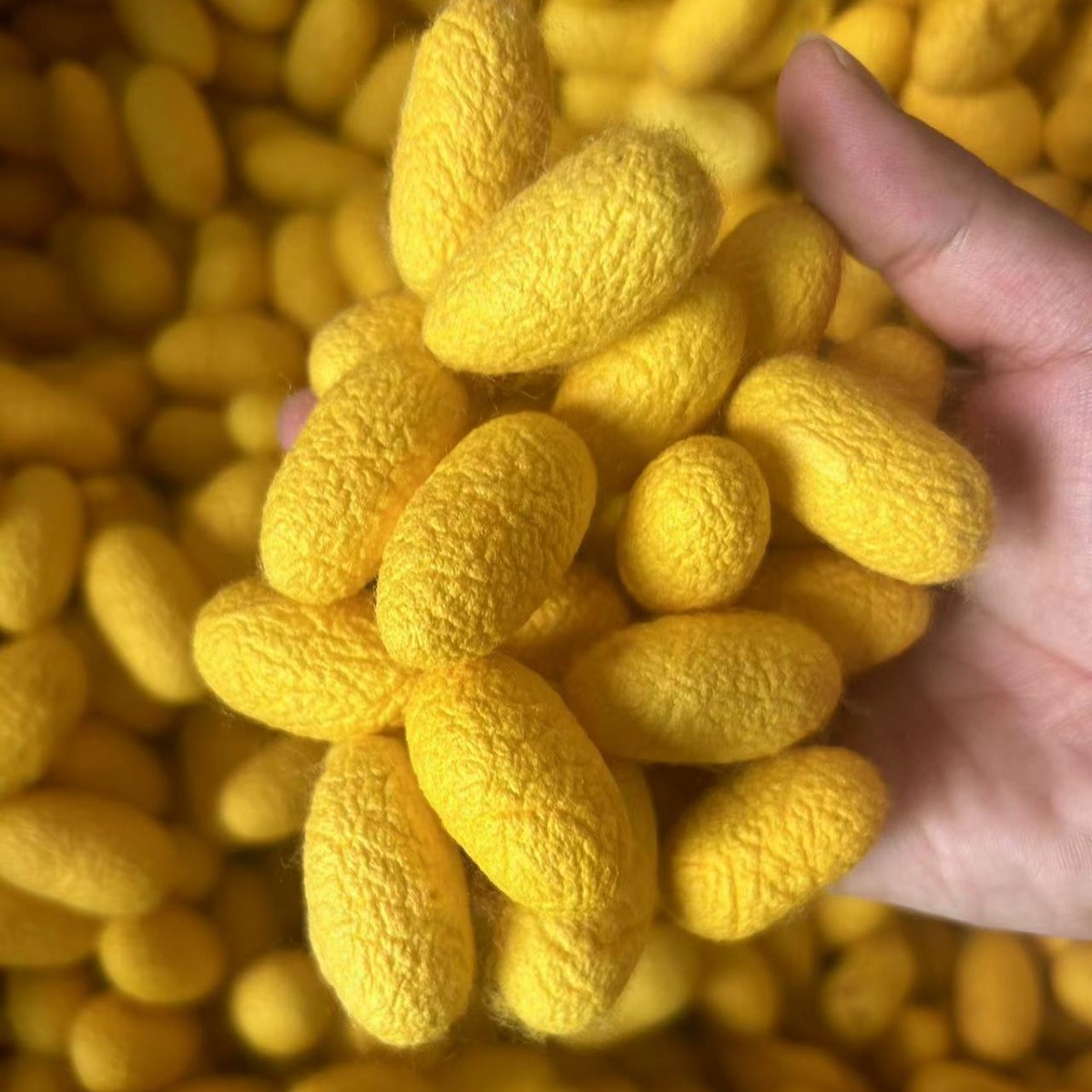 跨境外贸美容蚕茧金黄色蚕茧完整上茧 优质桑蚕茧黄色蚕茧非染色