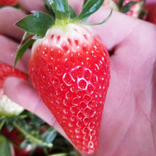 泰安基地大量出售草莓 章姬草莓 红颜草莓 脱毒草莓
