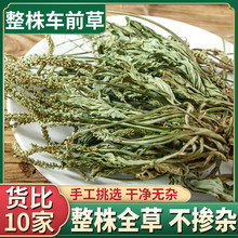 云南野生整棵车前草500g新鲜无硫青色车前草干泡茶可搭配蒲公英茶