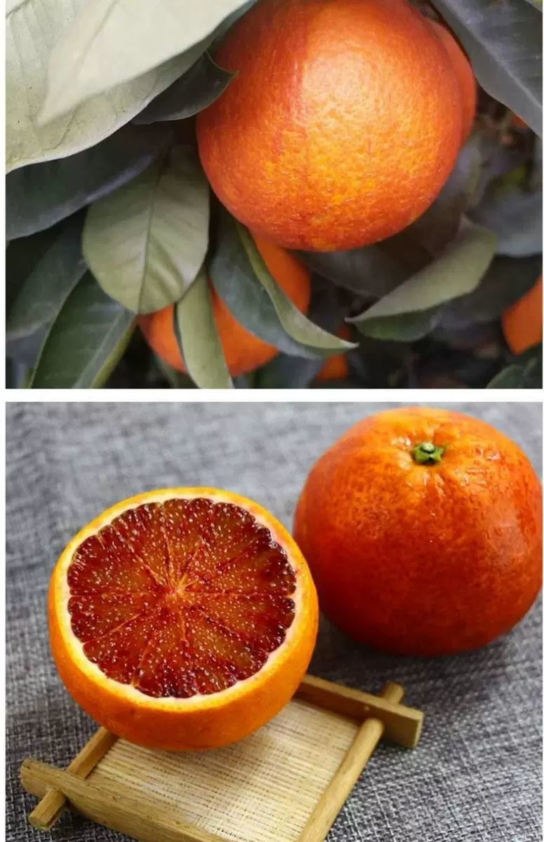 塔罗科血橙湖南麻阳玫瑰香血橙皮薄汁多细腻化渣回味香甜好评爆满