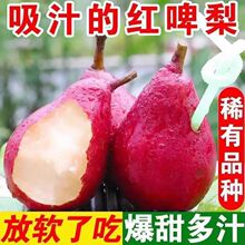 比利时进口啤梨新鲜水果整箱8斤太婆梨啤酒梨宝宝辅食荷兰梨北京