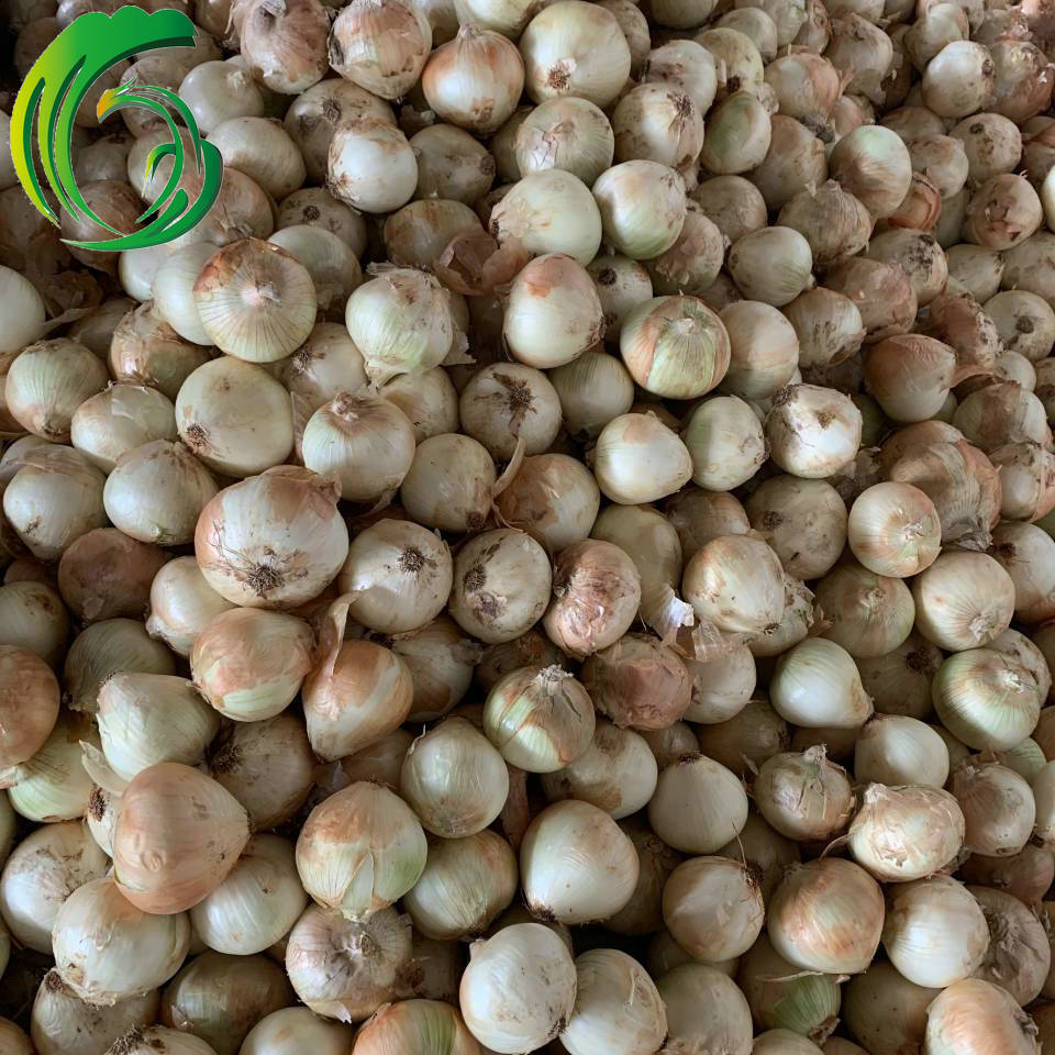 出口剥皮洋葱 销往日本 云南产地 备案种植基地产 brc sedex 认证