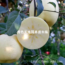 白牛奶苹果苗罕见白奶油富士苹果树苗盆栽地栽北南方种植当年结果