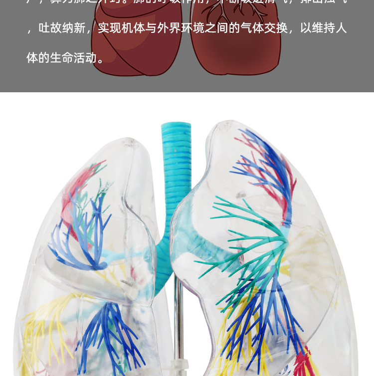 ld肺段模型透明肺段模型肺模型 胸外科支气管树人体肺部解剖模型