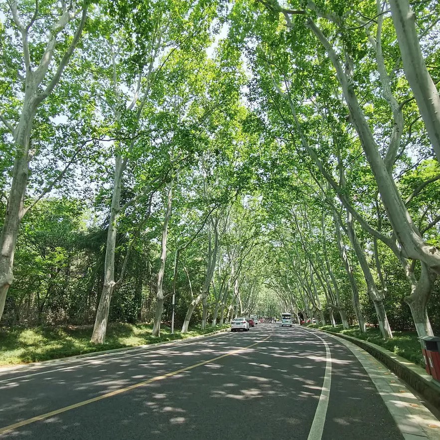 青桐青桐树种子绿化青皮梧桐树种子法国梧桐树种子法桐种子梧包邮
