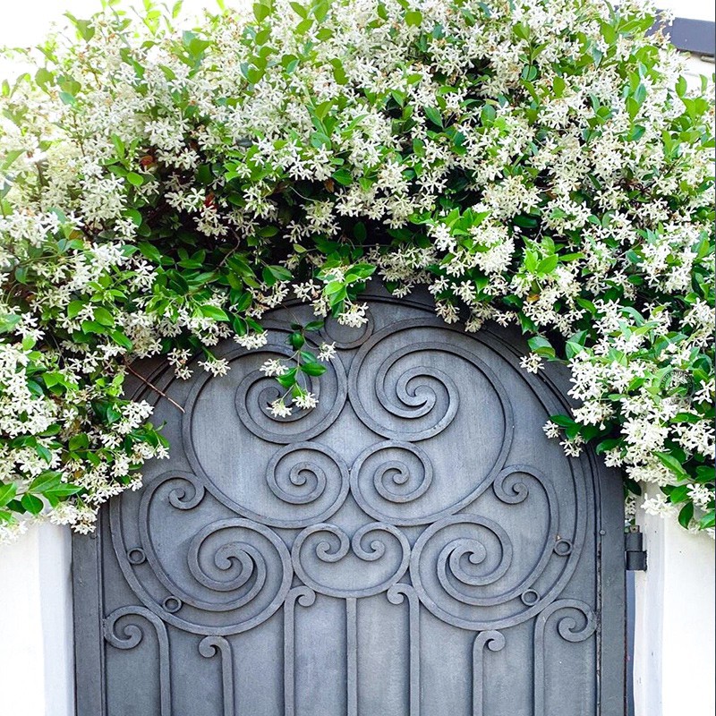 风车茉莉爬藤花卉植物络石藤苗庭院盆栽四季常青银丝茉莉藤蔓耐寒