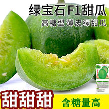 绿宝石甜瓜种子薄皮超甜香瓜种子春季四季脆瓜早熟高产香瓜籽