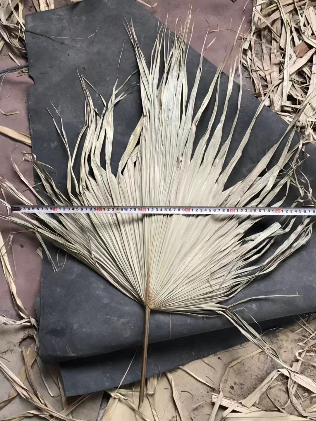 小干蒲葵叶 棕榈叶 蒲扇叶 棕葵 婚礼小叶子装饰葵扇叶