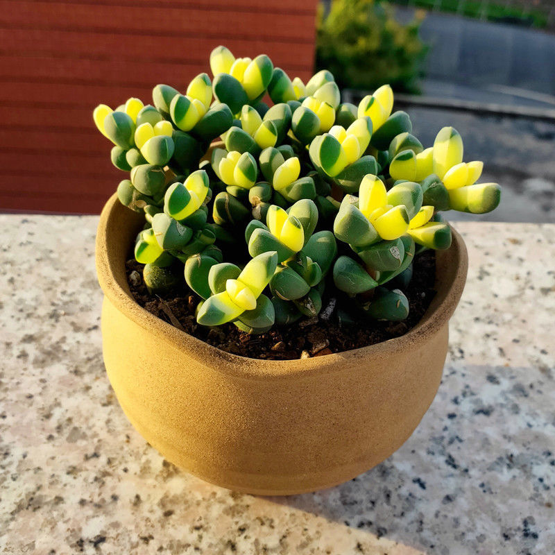 鹿角海棠多肉植物带盆办公室花卉盆栽可爱室内好养绿植防辐射肉肉