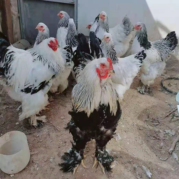 婆罗门鸡一只多少钱 婆罗门鸡一只有多重 梵天鸡 宠物鸡养殖场