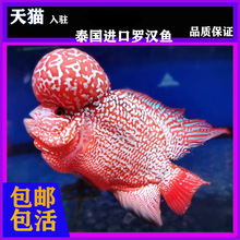 泰国罗汉鱼专用饲料,m2型这是一款针对金花系的: 红马,火凤_阿里巴巴