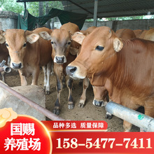鲁西黄牛改良肉牛苗 鲁西黄牛活体 肉牛犊价格 怀孕母牛养殖场