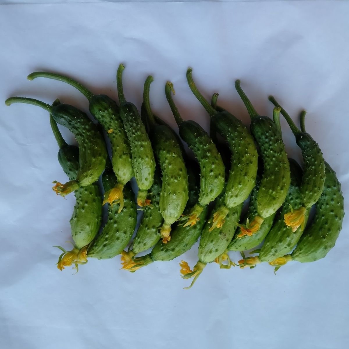 东北小黄瓜酸黄瓜小咸菜专用【顶花带刺新鲜现摘】