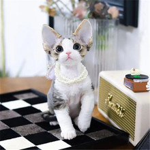 异瞳狮子猫山东临清狮猫鸳鸯眼双蓝眼长毛本土宠物猫性格温顺幼猫