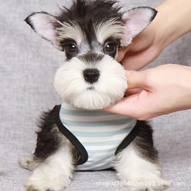 出售雪纳瑞幼犬纯种活体黑银椒盐色白色飞耳米奇耳雪纳瑞宠物狗狗-阿