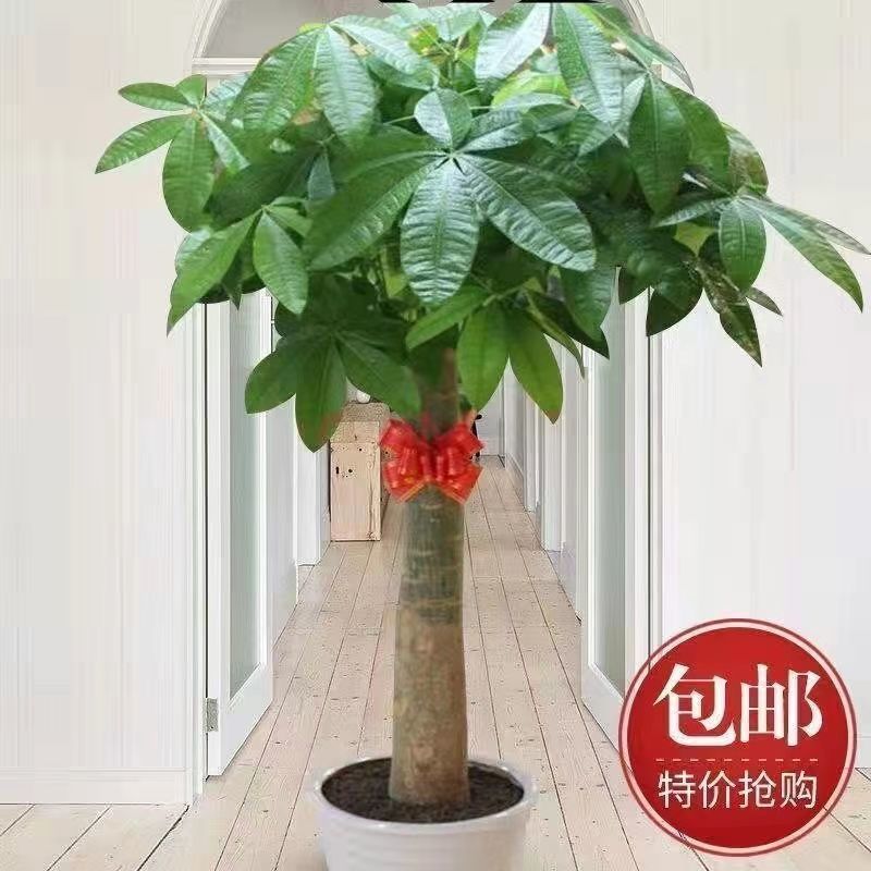 大型绿植乔迁新居发财树大盆栽客厅室内植物开业乔迁送礼办公室热