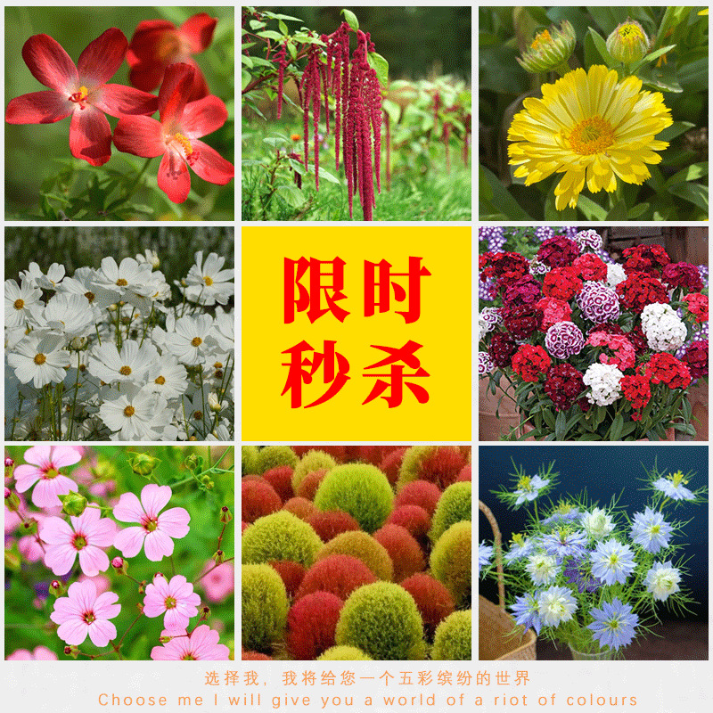 限时批发草花组合花卉种子大面积种植易活 观赏绿化优选花种子