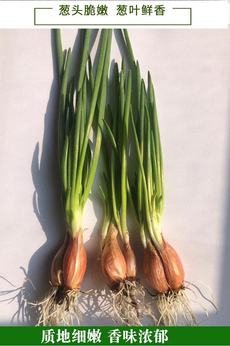 01(g)饱满度半斤火葱头,1斤火葱头,2斤火葱头,3