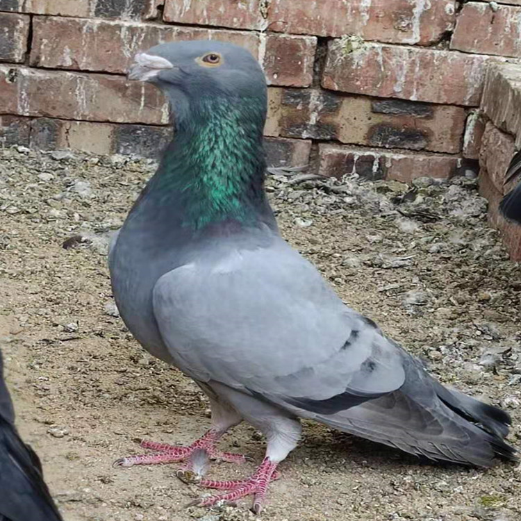 白马头鸽 蛇头鸽一对多少钱 美河马鸽子 蓝蛇头鸽子