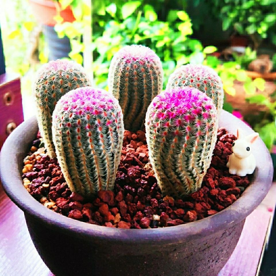 实生红太阳紫太阳超萌创意办公室桌面多肉盆栽精品仙人球