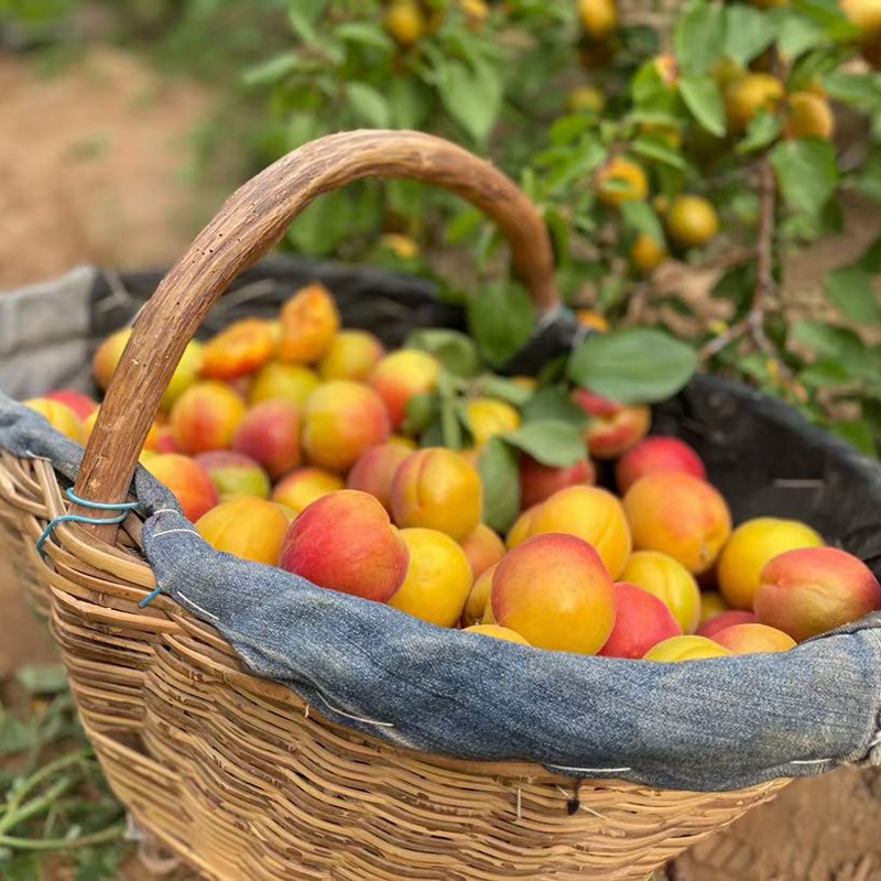 现摘胭脂红杏新鲜水果甜杏子胭脂杏2斤4斤非大黄杏贵妃杏产地直发