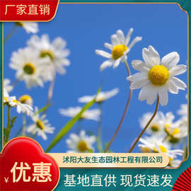 小雏菊盆栽 初春地被雏菊苗植株饱满 草花批发基地市场