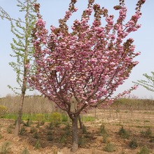 供应树苗 樱花树苗批发 日本晚樱8-20现挖现卖 基地直销