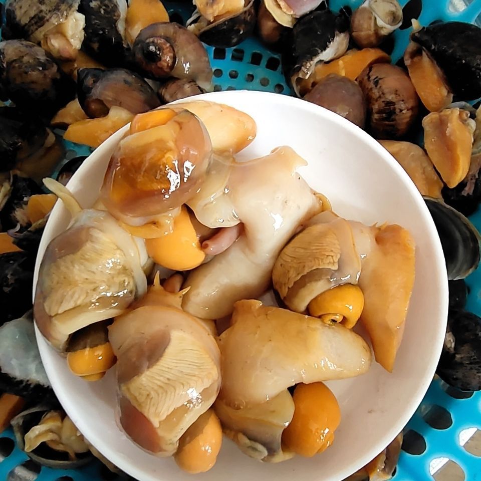 新鲜老婆脚海鲜新活假鲍鱼螺珍珠鲍螺带壳鲜活鲍鱼螺海鲜螺黄鲍螺