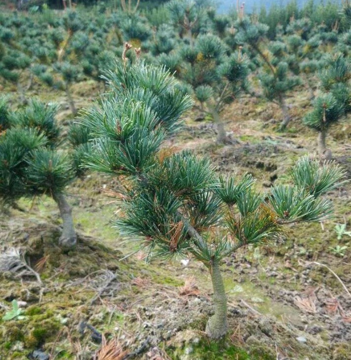 正宗嫁接五针松苗 短针大阪松苗 原生苗五针松 五针松盆景苗包邮