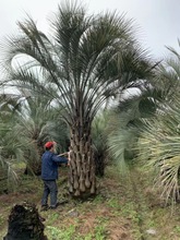 基地出售布迪椰子树 棕榈树  四季长青园林绿化风景树棕树海枣树