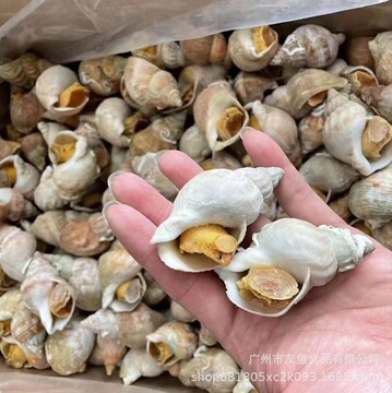 冷冻白螺 白娥螺 黄螺 大海螺熟冻白螺 刺身螺大中码20斤/箱