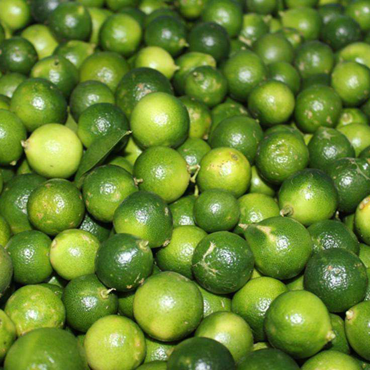 海南青金桔小青桔新鲜酸橘子饮料用金桔酱油蘸料配料火锅椰子鸡