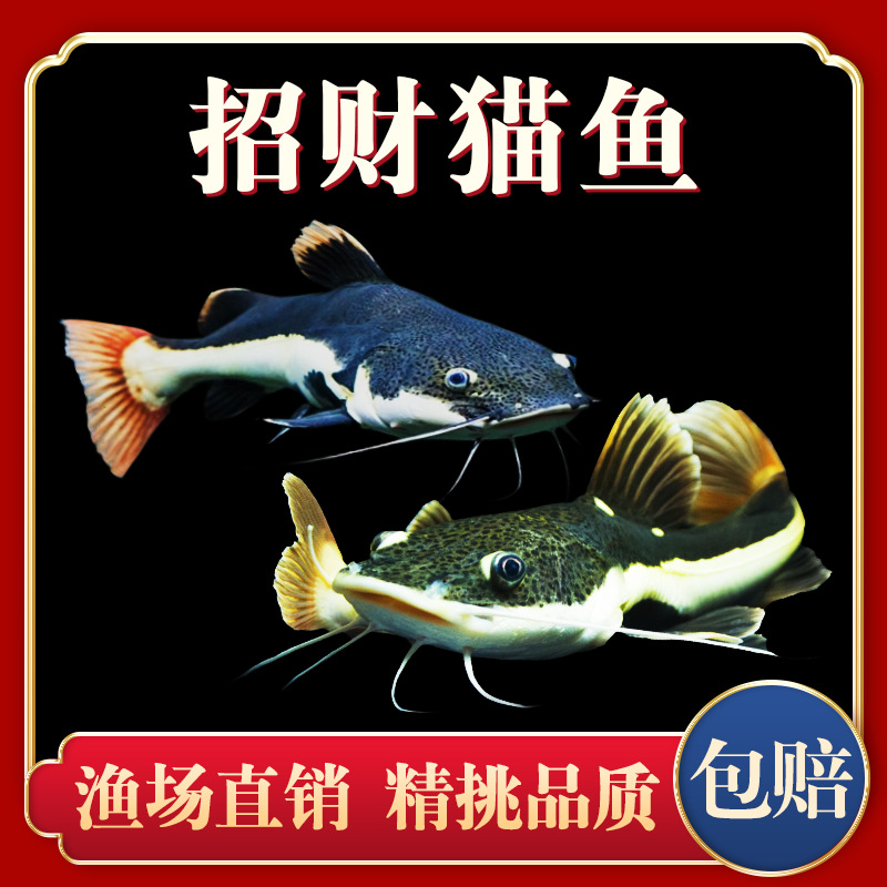 招财猫鱼苗活体狗仔鲸红尾猫底层鲶鱼鸭嘴热带观赏鱼大型龙鱼配鱼