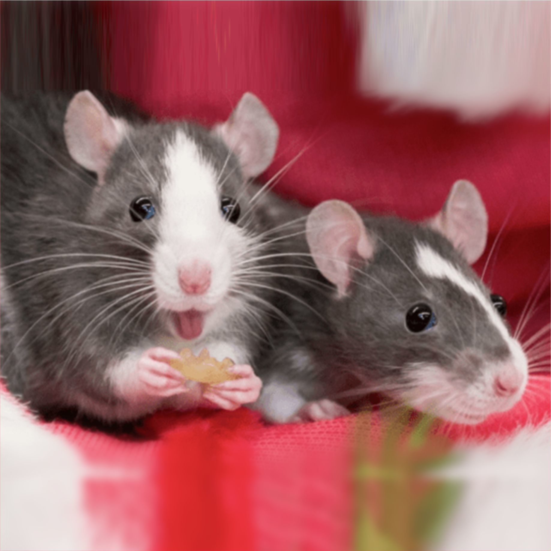 花枝鼠活体宠物活物幼崽哈士奇飞象耳暹罗家养宝宝