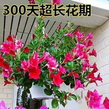 带花苞万里飘香藤爬墙植物室内庭院阳台花卉四季开花好养易活绿植