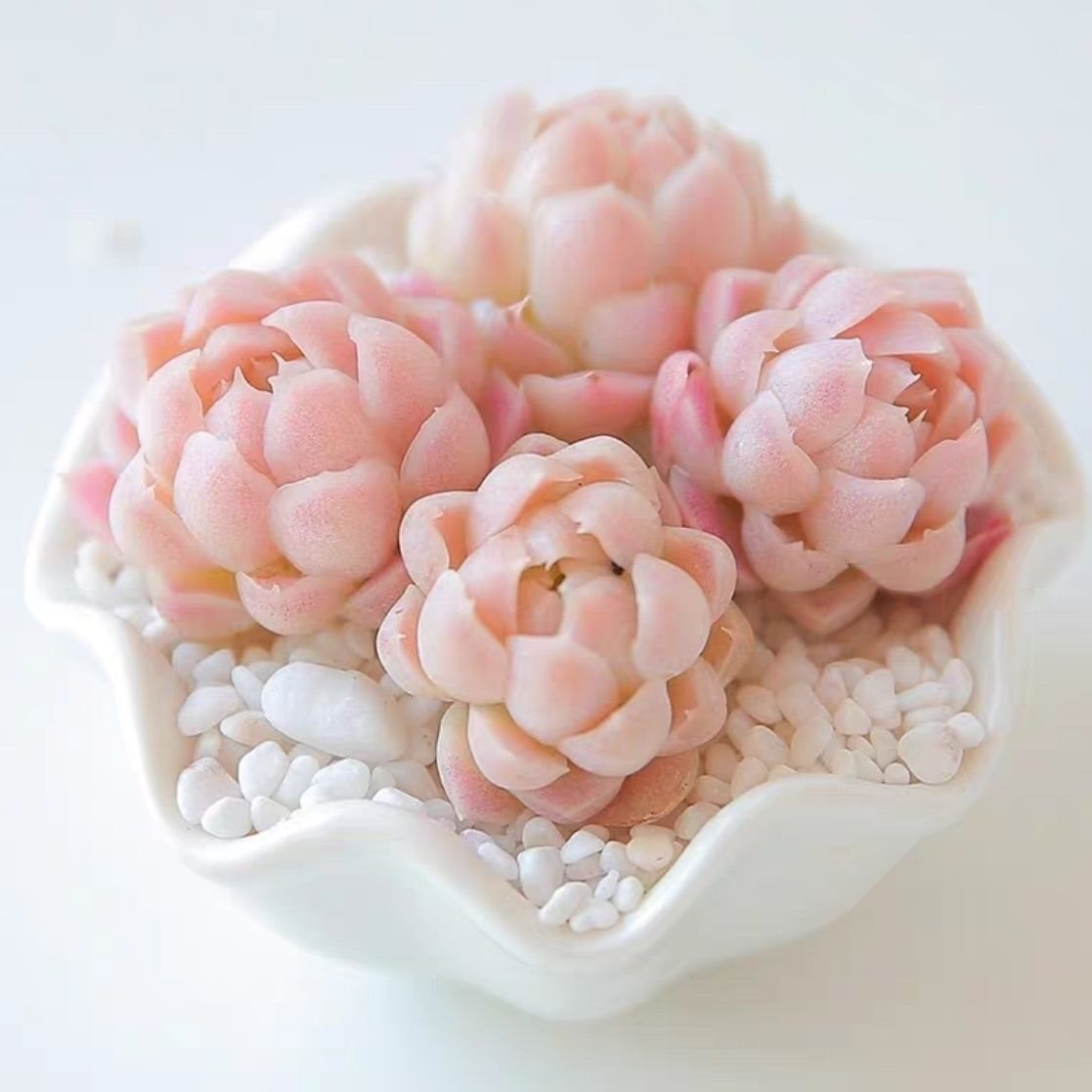 阿尔巴白月影多肉植物稀有品种老桩盆景花卉盆栽室内组合绿植多肉